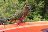 Kea